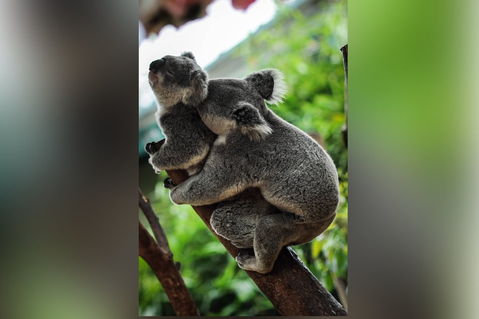 Schon gewusst: Koala-Männchen haben zwei Penisse, die Weibchen eine Vagina mit zwei Eingängen.