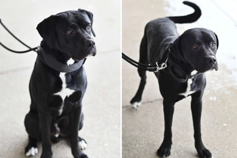 Noví majitelé Elvise by měli mít své psí záležitosti pod kontrolou.