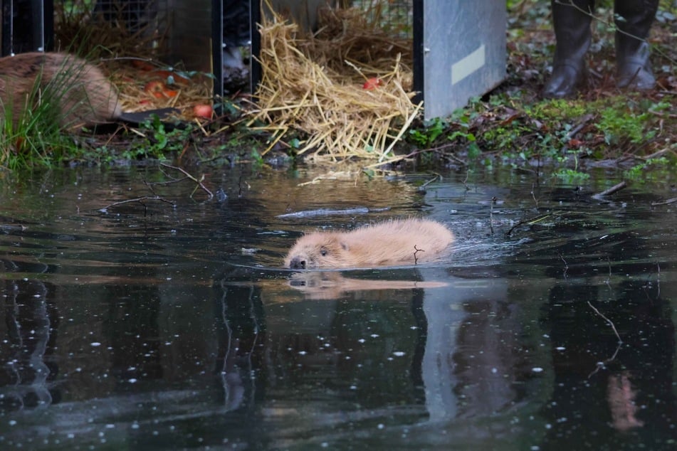 Die Biber sollen dabei helfen, die Natur zurückkehren zu lassen.