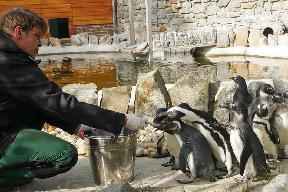 Fracksausen im Zoo: In Hoyerswerda watscheln wieder die Pinguine!