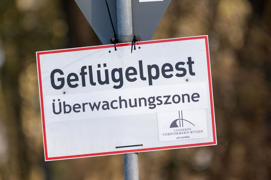 In einem Betrieb im Landkreis Greiz ist die Geflügelpest ausgebrochen. (Symbolbild)