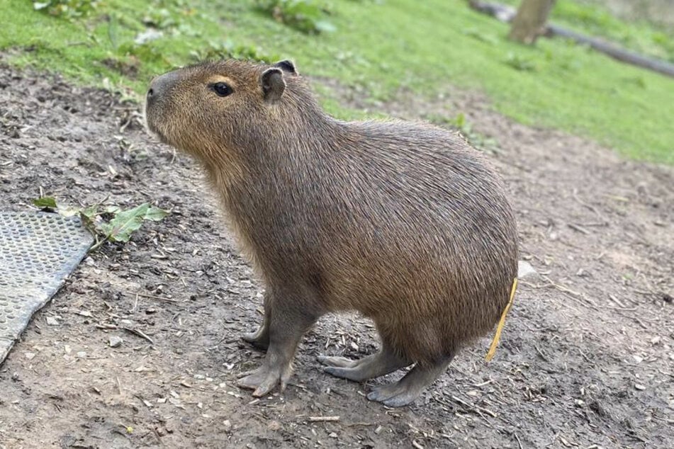 Eigentlich sind die großen Nagetiere Menschen gegenüber friedlich, doch wenn sie sich bedroht fühlen, können sie zubeißen!