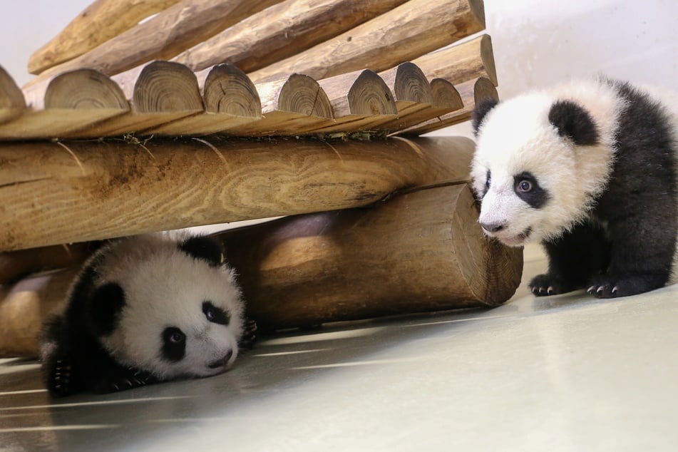 Leni und Lotti ziehen im Alter von fünf Monaten aus ihrem Kinderbett des Berliner Zoos aus.