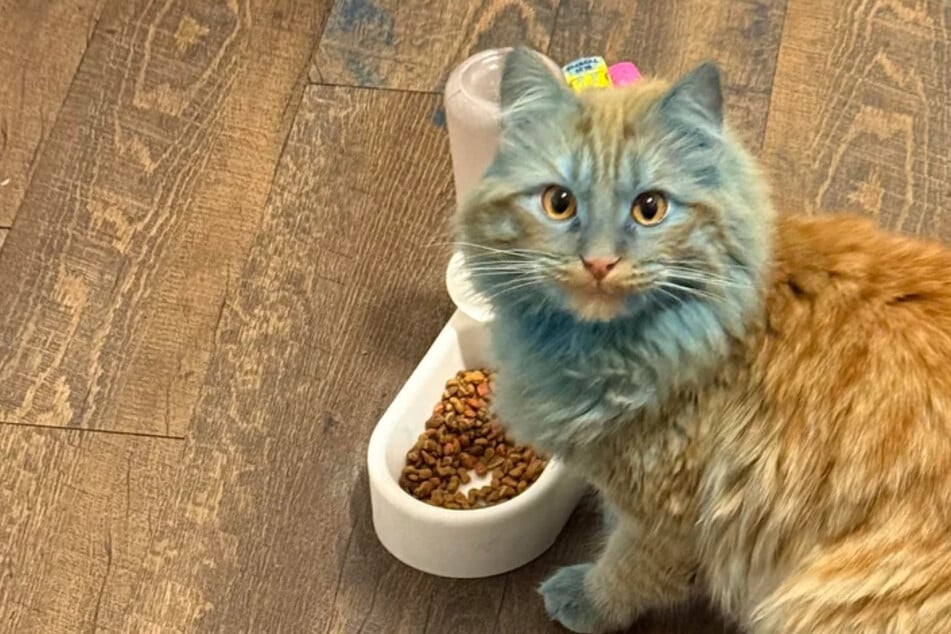 Mann entdeckt Katze und startet verzweifelten Hilferuf