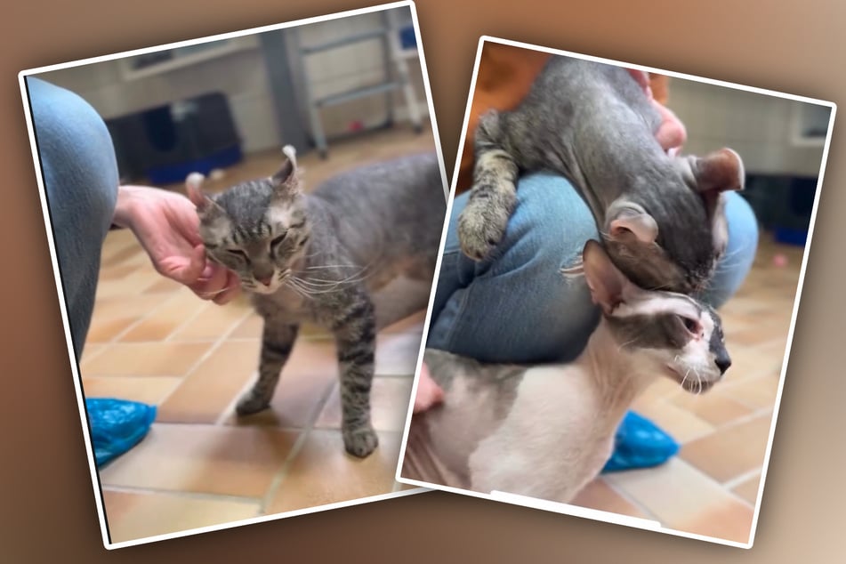 Für das Happy End der kuschelbedürftigen Katzen fehlt noch das richtige Zuhause.