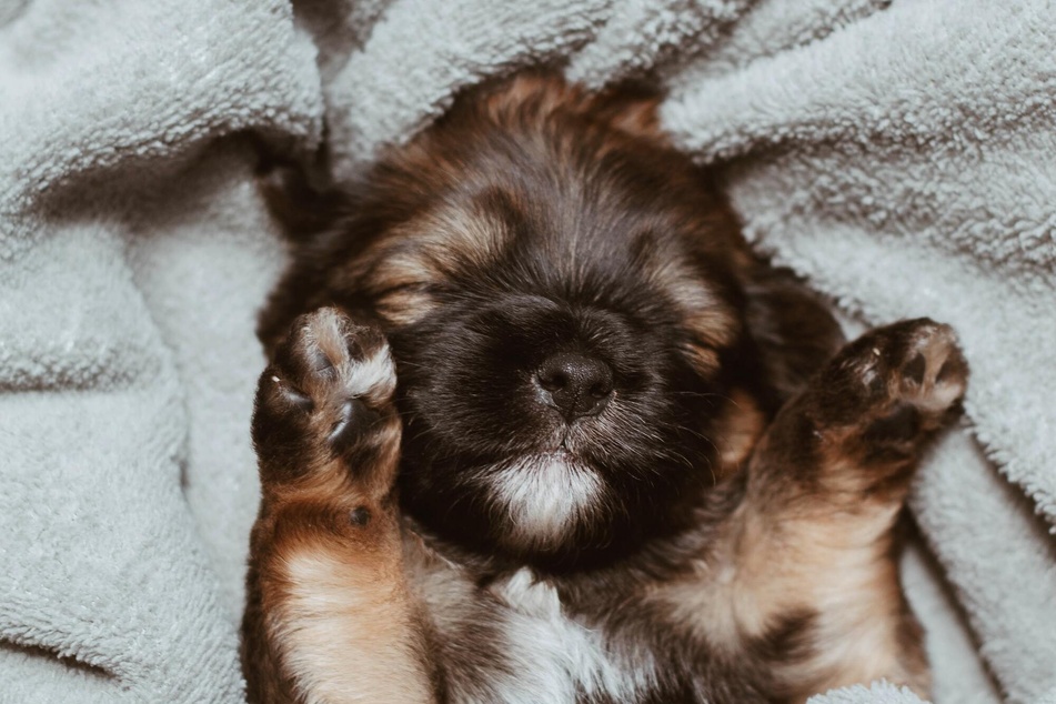 Don't over-train your puppy, and make sure that they have time to rest and relax.