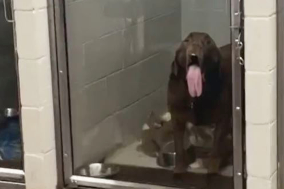 This dog's taste for window panes has the internet in stitches!