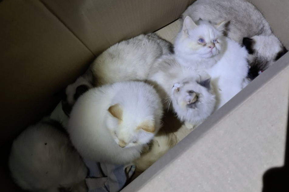 Entzündete Augen, teils sogar blind! Verwahrloste Katzen auf offener Straße ausgesetzt