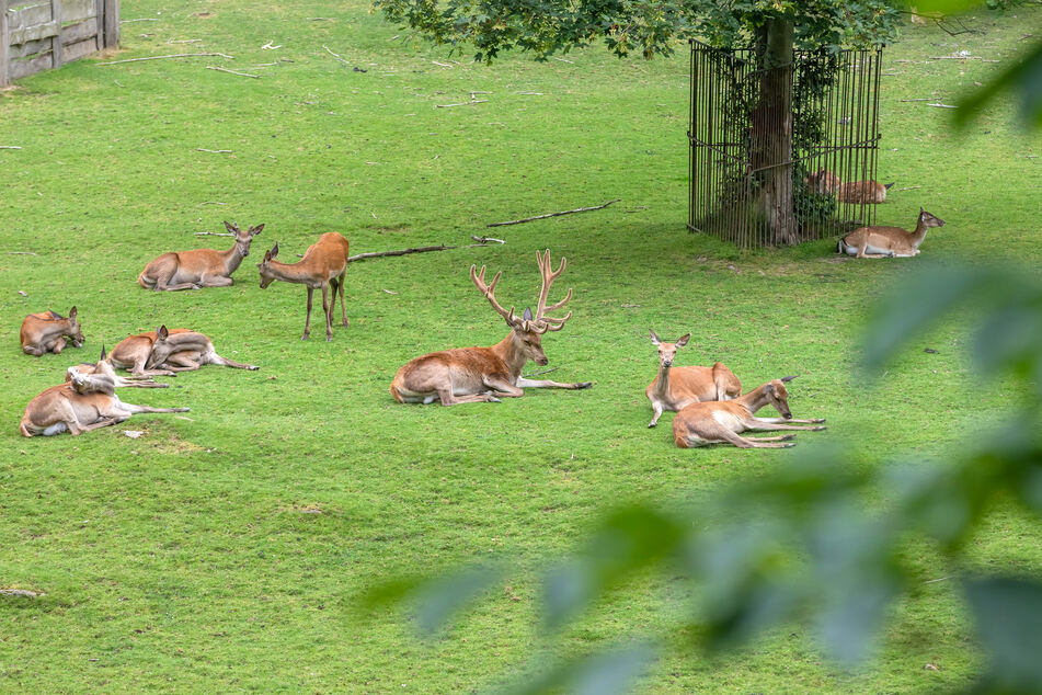 Im Tierpark Hirschfeld leben mehr als 600 Tiere.