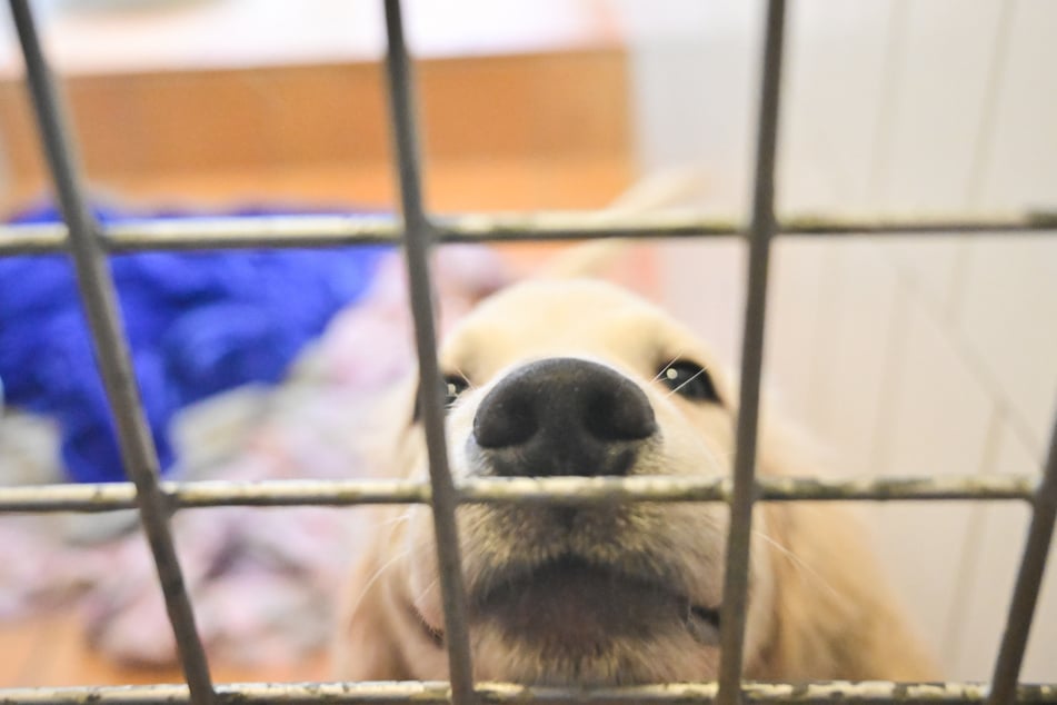 Quien decida adoptar un animal más allá de las fiestas debería, idealmente, ofrecer un hogar a un perro o gato de un refugio.