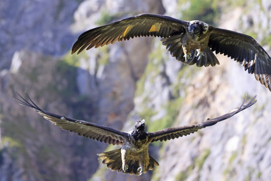 Die beiden ausgewilderten Bartgeier "Wally" und "Bavaria" fliegen im Nationalpark Berchtesgaden.