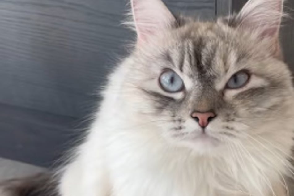 ¡El gato está furioso! Todo lo que ha pasado por su hígado provoca carcajadas.