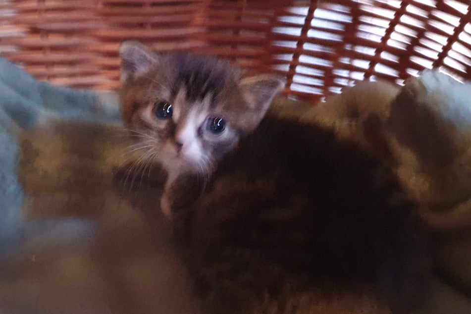 Das Kätzchen muss mit der Flasche aufgezogen werden.