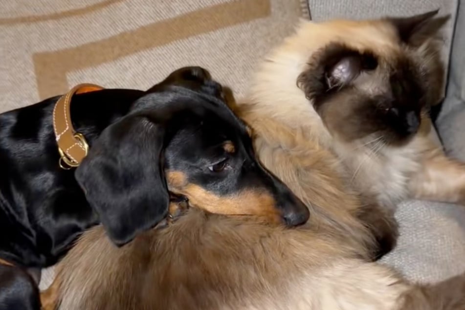 Navzdory všem rozdílům je jezevčák James plně začleněn, rád se mazlí s kočkami.