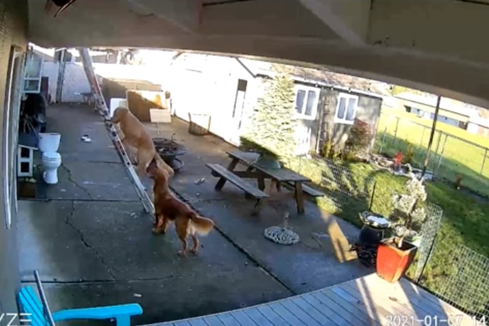 Security camera footage shows the golden retriever climbing the ladder.