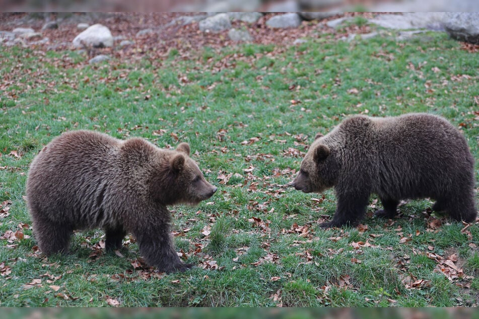 Dvě medvědí mláďata Asta, Petra a Felix Kenai běhají v medvědím výběhu v zoologické zahradě Hexentanzplatz.