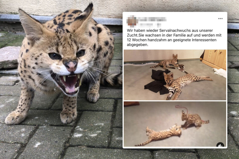 Sachsen: Ehepaar hält Raubkatzen zu Hause und greift Tierschützer an