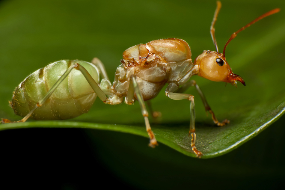 Eine Ameisenkönigin kann 20 Jahre lang leben, während die Arbeiterinnen nur ein oder zwei Jahre alt werden. Verfügt die Königin über eine bessere DNA-Reparatur?