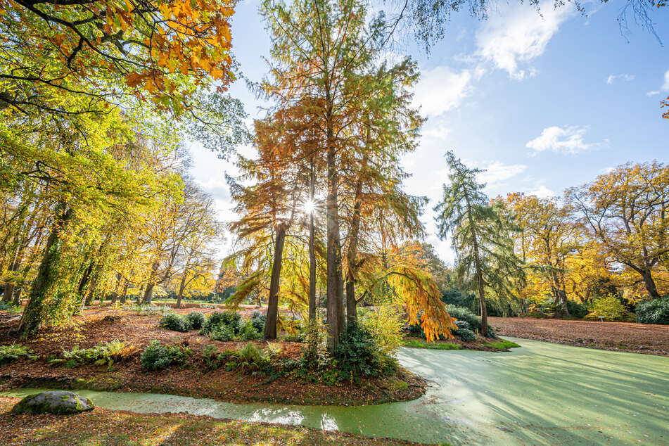 Bäume auf dem Friedhof Ohlsdorf leuchten im Sonnenschein in zahlreichen bunten Herbstfarben.