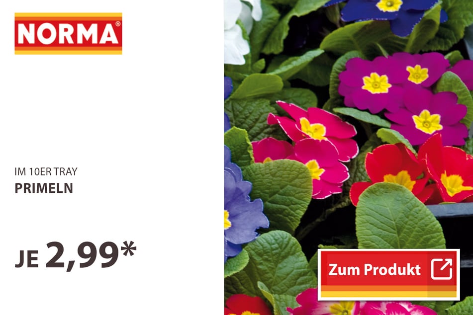 Primeln im 10er Tray