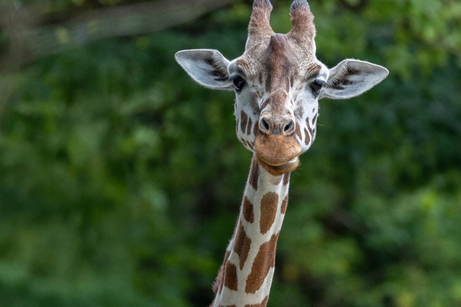 Das 14-jährige Tier zeigte laut dem Zoo zuvor keine gesundheitlichen Auffälligkeiten.