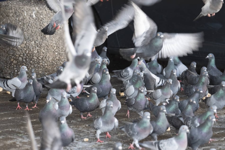 Für 200 Limburger Tauben zeichnet sich im Rahmen der Taubenplage nun eine friedlichere Alternative zur beschlossenen Tötung ab.