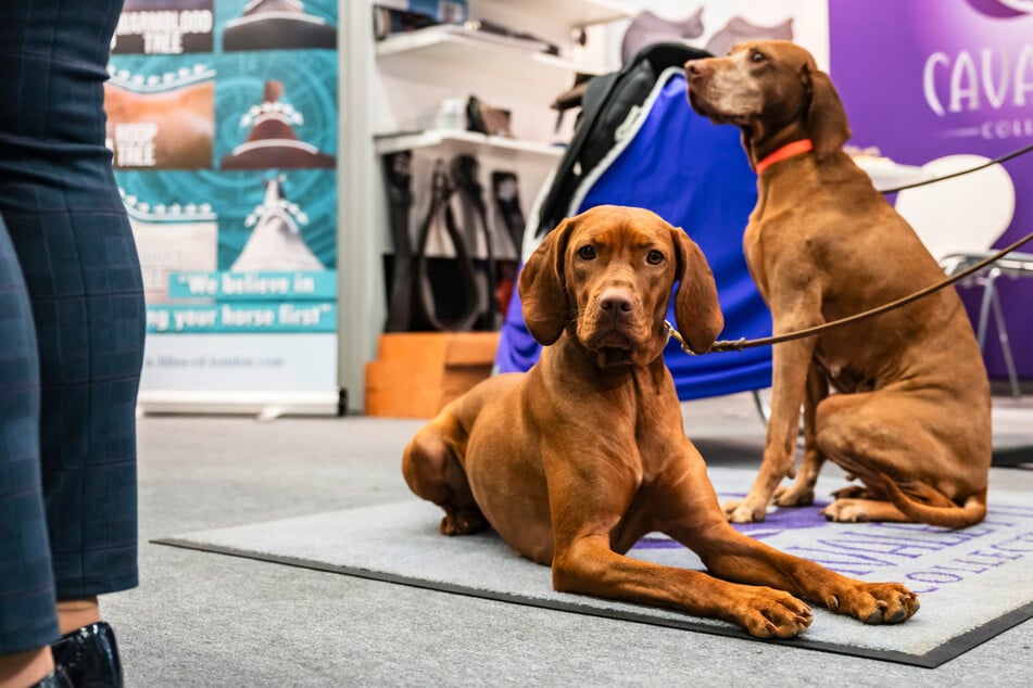 Köln: Hundefreunde aufgepasst: Neue Messe feiert 2027 Premiere