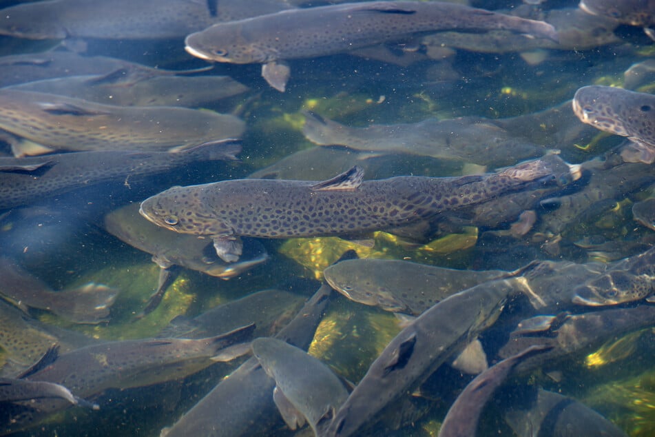 Gülle gelangt in Regenwasserkanal: 20 Tonnen Fisch verendet
