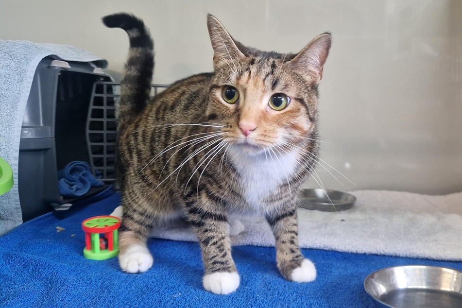 Katze Laureen aus dem Hamburger Tierheim sucht ein liebevolles Zuhause.