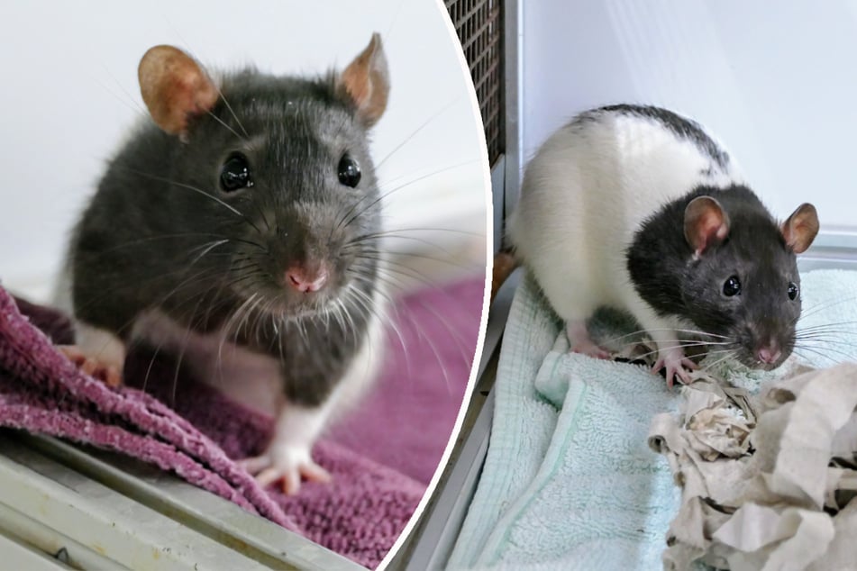 Franzi (l.) und Sunny suchen ein gemeinsames Zuhause.