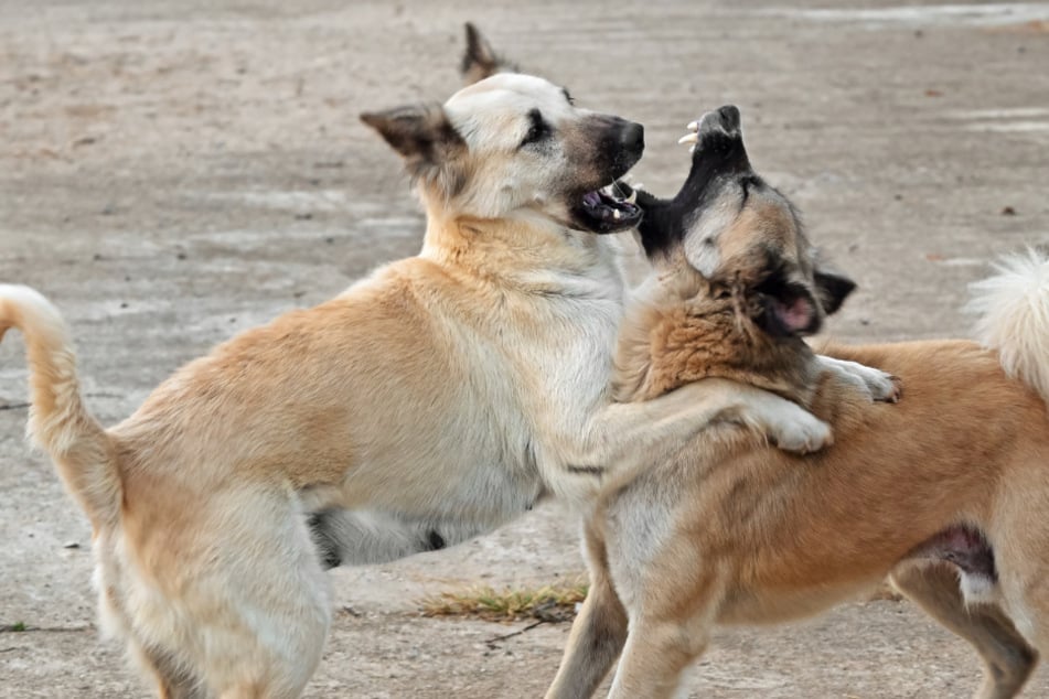 Verstörende Todesschreie: Hunde zerfleischen Jungen (†10) auf offener Straße