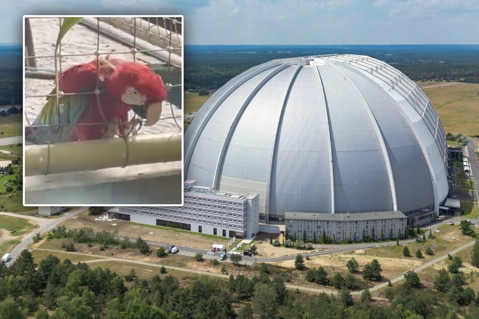 Dieser traurige Papagei berührt das Netz: Jetzt äußert sich das Tropical Island