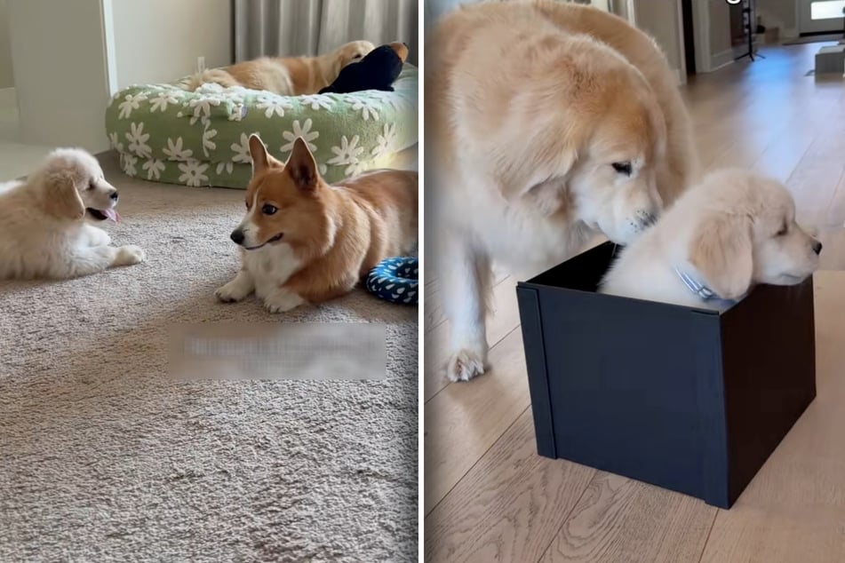 Welpe Hugo kam in einer Box, wurde von Artgenosse Maui freudig begrüßt. Corgi-Dame Ruby reagierte viel, viel skeptischer.