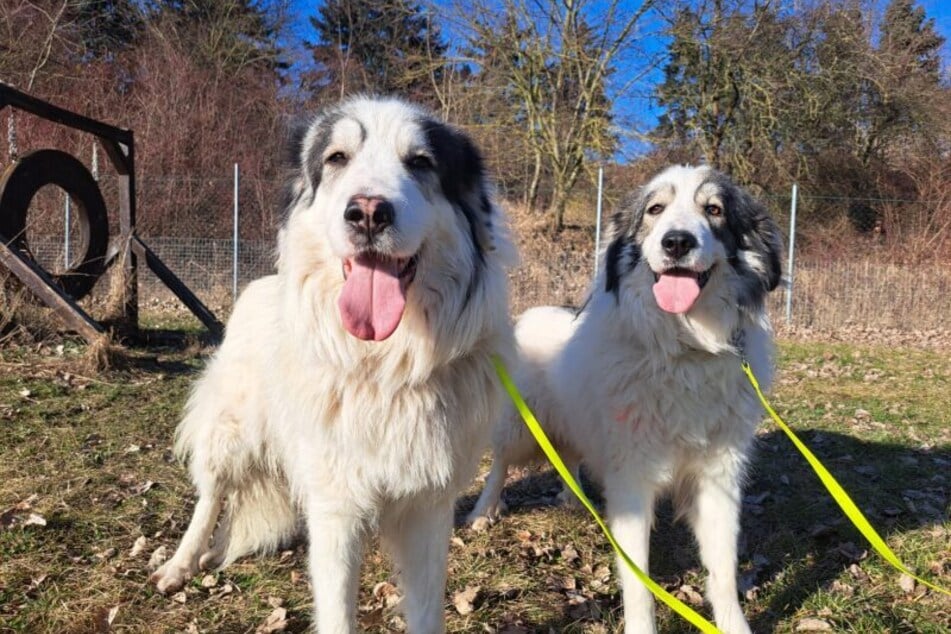 Die Tierschützer führen die Hunde langsam an normale Dinge, wie eine Leine heran.