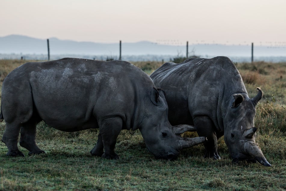 Two of the last northern white rhinos in the world, 35-year-old Najin (r.) and her daughter, 24-year-old Fatu, graze together in Ol Pejeta Conservancy, Laikipia County, on February 6.