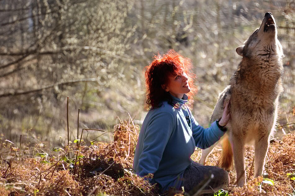 Hamburg: Ist der Wolf aus Hamburg eine Gefahr für die Bevölkerung? Expertin fordert mehr Aufklärung