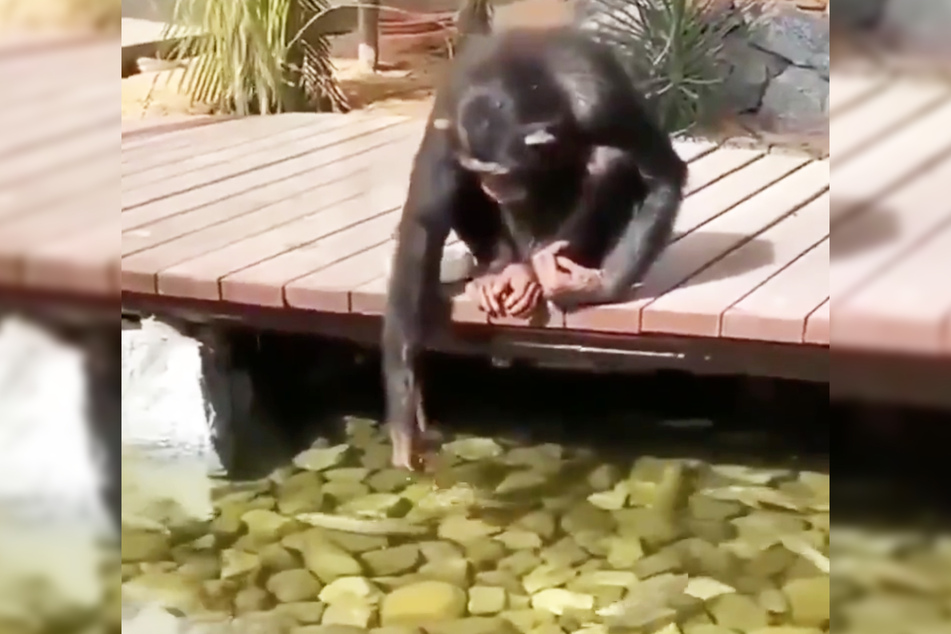 Der Schimpanse füttert die Fische von einer Brücke über flachem Gewässer.