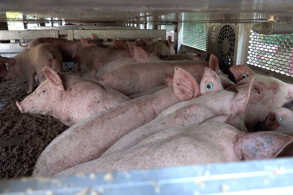 Etwa 800 Schweine waren eingepfercht in den Lastwagen. Die Hitze dürfte Ihnen so richtig zu schaffen gemacht haben.