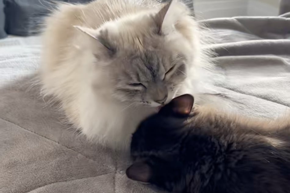 ... und mit Kater Teddy in ihrem Leben.