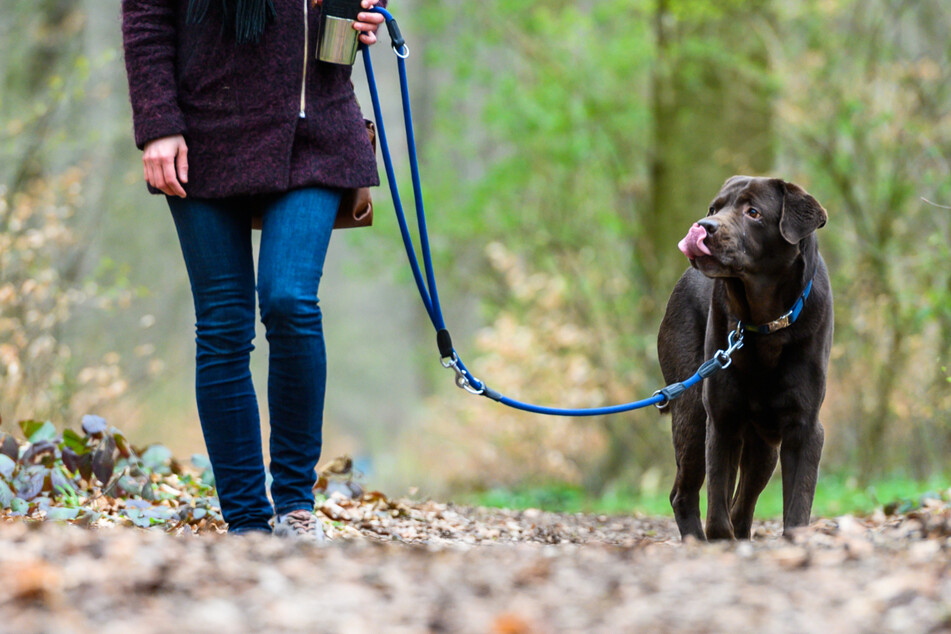 Mehr Hunde in Sachsen-Anhalt registriert: Steigt auch die Zahl der Beißattacken?