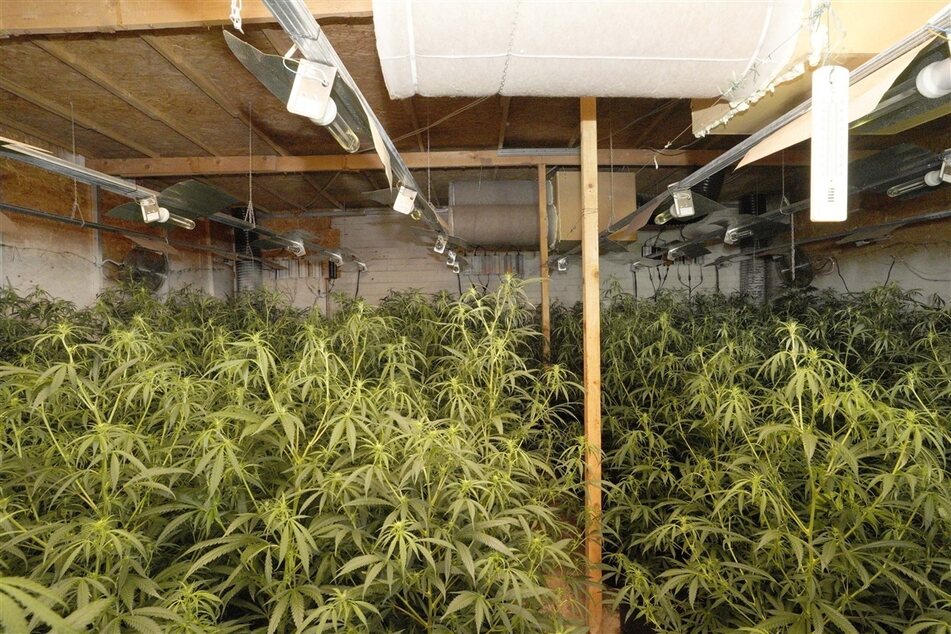 Zudem wurden mehrere Cannabispflanzen entdeckt.