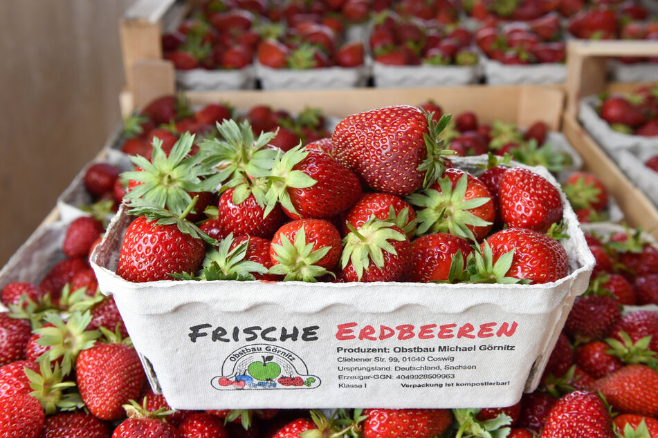 Bis sich die roten Erdbeeren stapeln, wird es in Sachsen noch dauern. Saisoneröffnung ist am 26. Mai in Coswig.