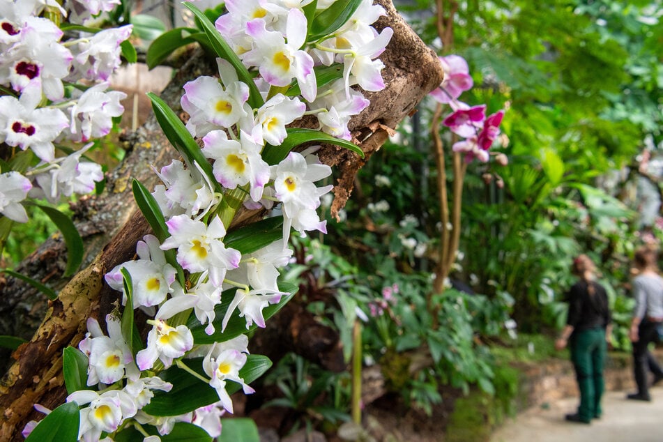Was gibts schöneres als blühende Orchideen? (Archivfoto)