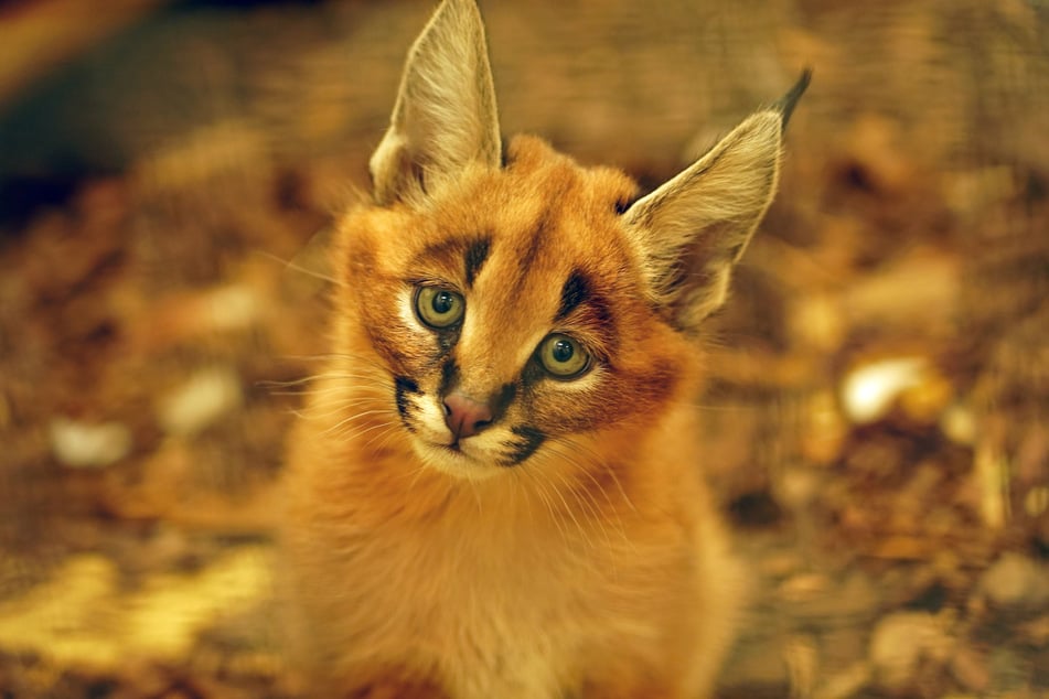 Ein Blick zum Verlieben. Karakal-Kater "Karlos" ist bereits über sieben Wochen alt.