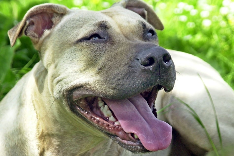 Wieso der American Staffordshire Terrier plötzlich das Kind angriff, ist unklar. (Symbolfoto)