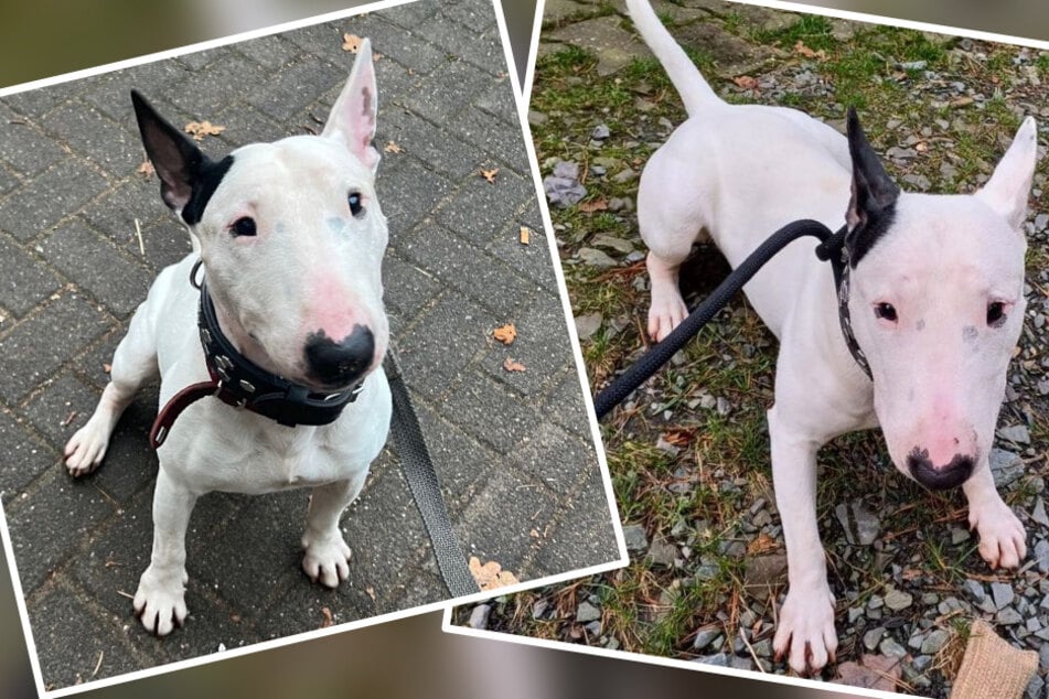 Terrier Ivar sucht nach dem Dilemma mit seinem Ex-Besitzer ein neues Zuhause.