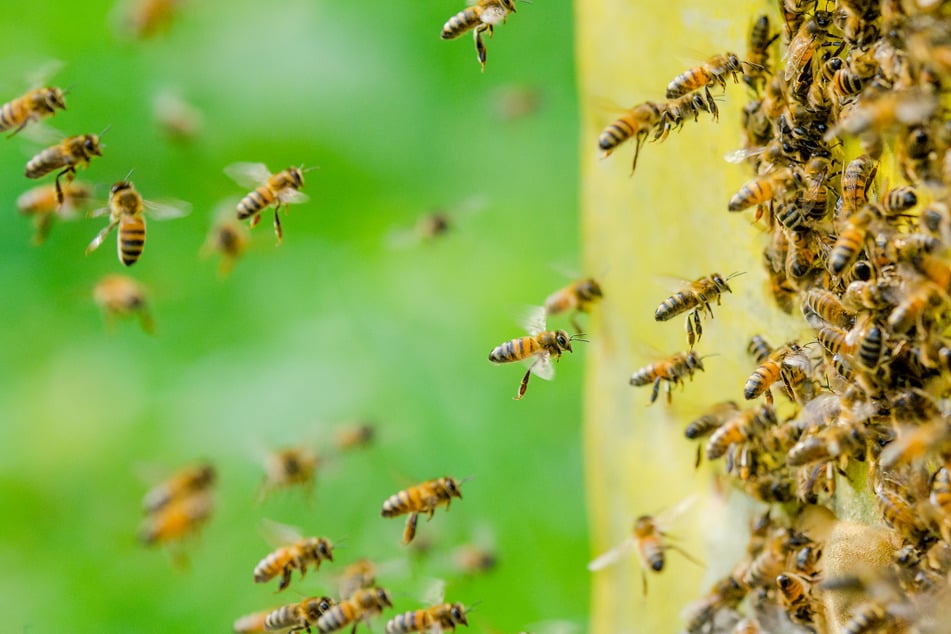 Was hat den Bienenschwarm so aufgehetzt? (Symbolbild)