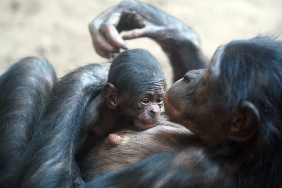Am 30. April erblickte ein Bonobo-Baby das Licht der Welt.