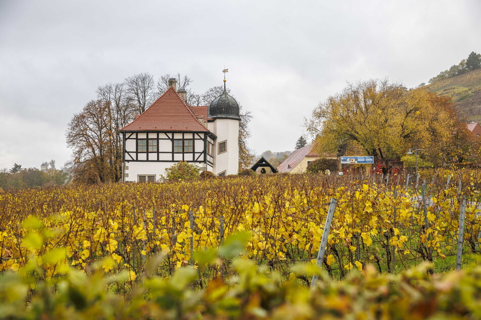 Das Bio-Weingut Hoflößnitz in Radebeul bietet für die Wintersaison zwei neue Produkte an.