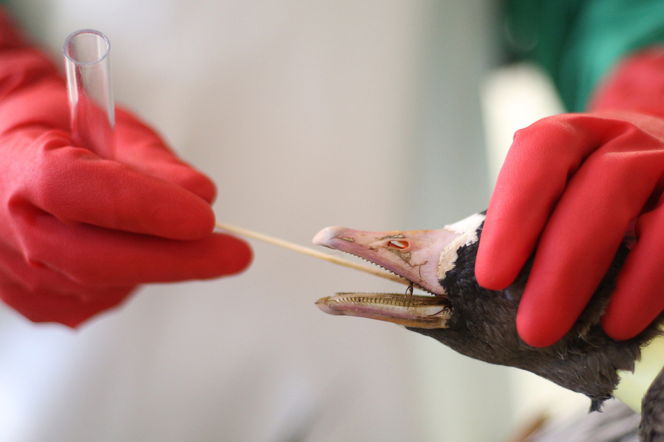 Das NRW-Landwirtschaftsministerium ist wegen mehrerer Vogelgrippe-Fälle in Deutschland alarmiert.